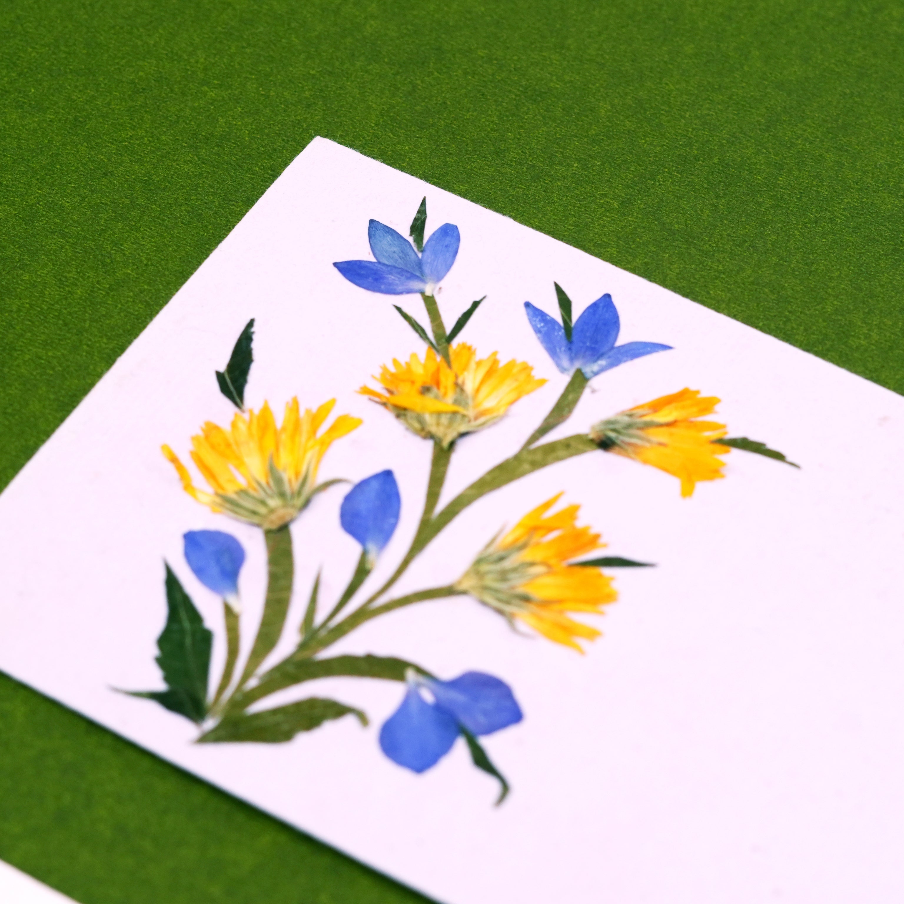 Calendula Currrency Envelopes - Set of 2