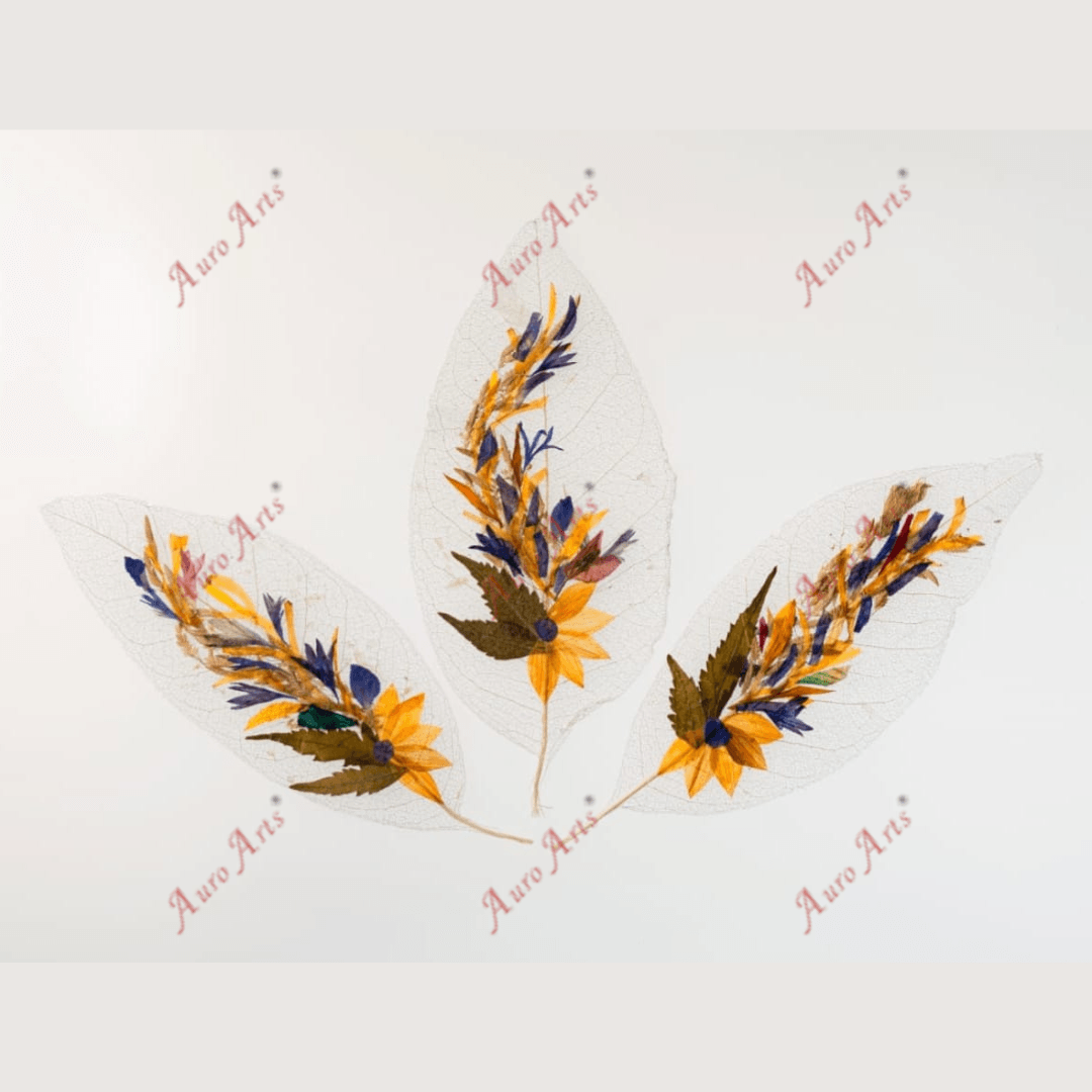 "Long leaf" Folium