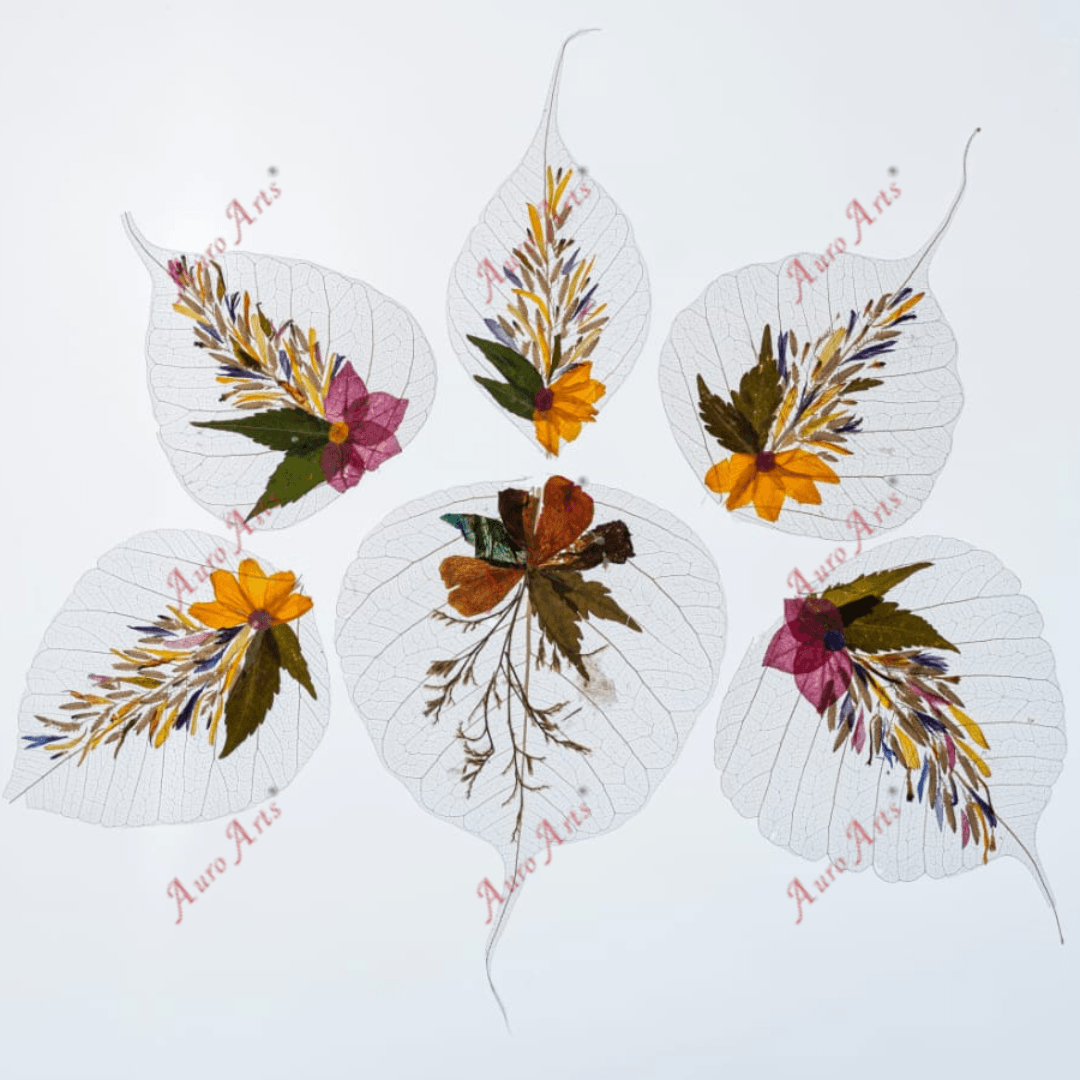 "Peepal leaf skeleton" Folium