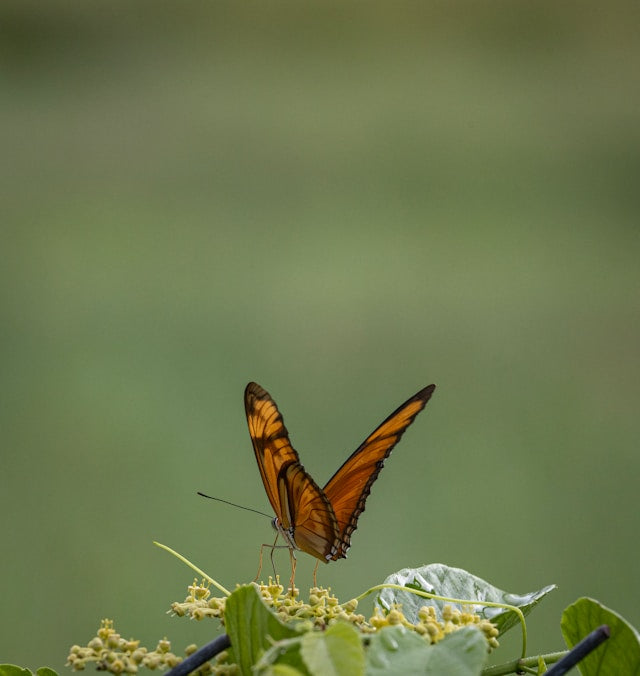 The Butterfly Series