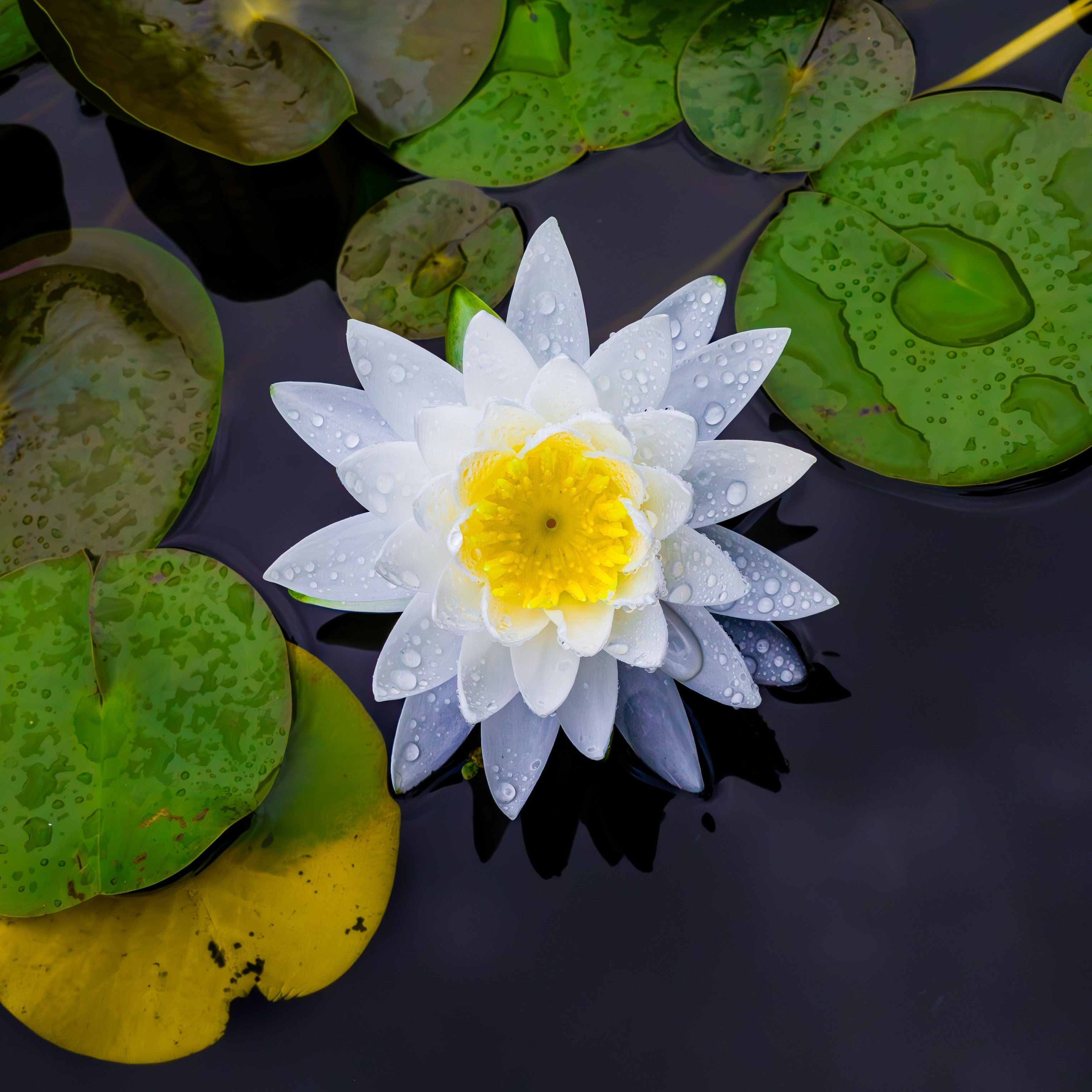 The Lotus Series