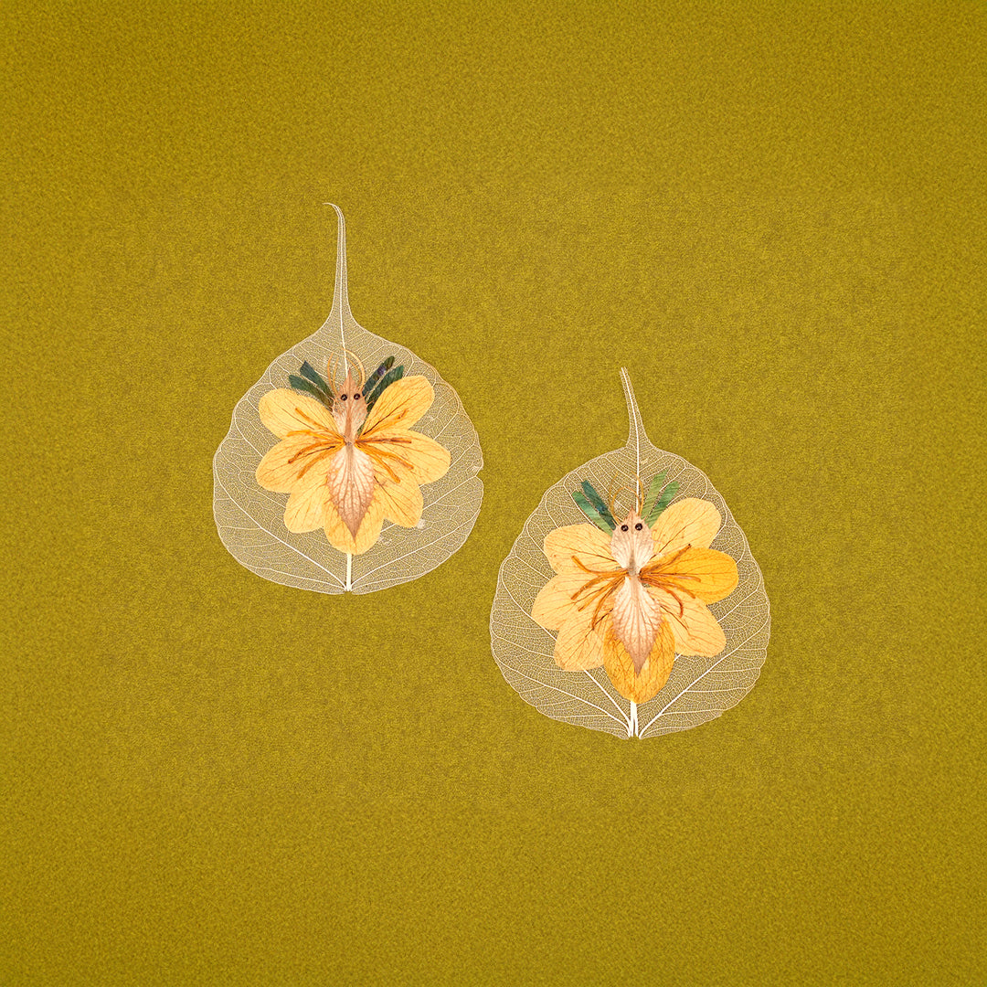 Wings of Butterfly Folium - Set of 2