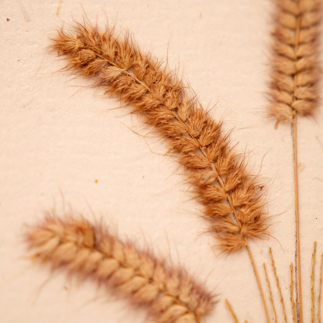 Fountain Grass