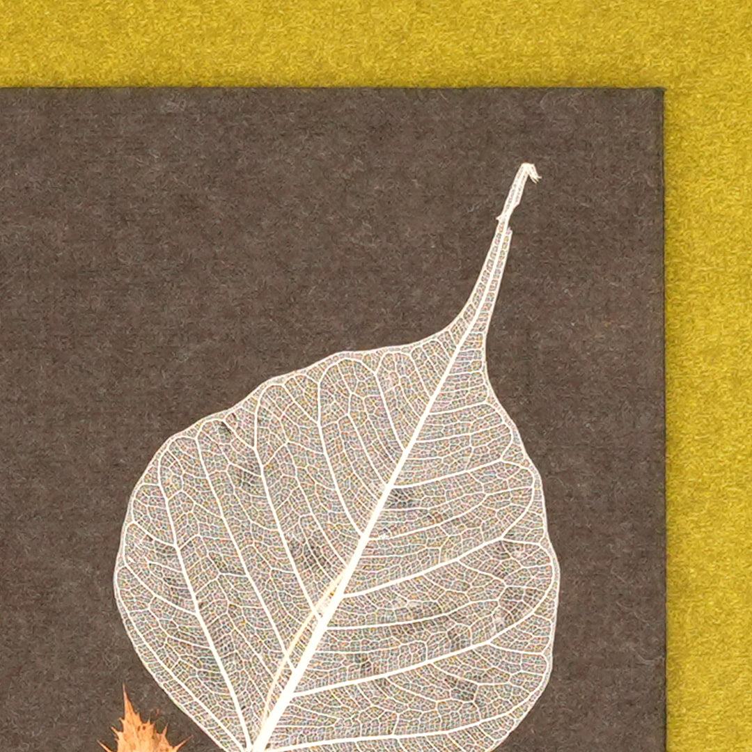 Folium Currency Envelopes - Set of 3