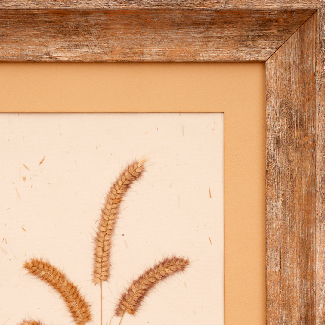 Fountain Grass