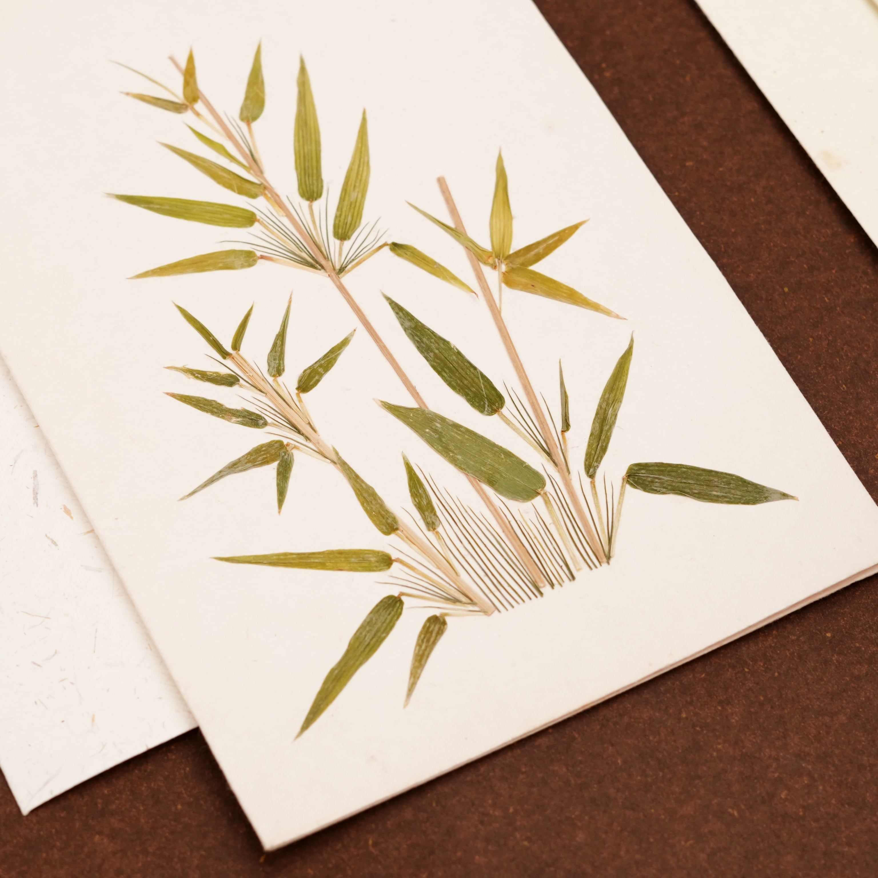 Bamboo Botanical Card