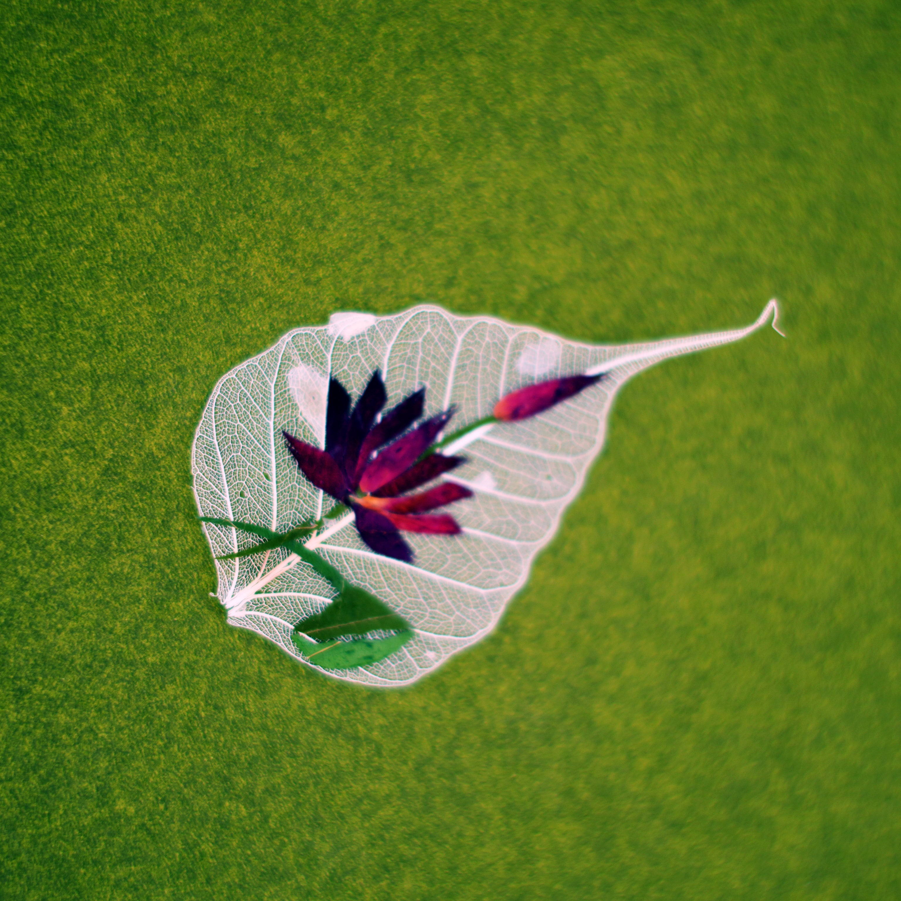 Sacred Buddha Leaf  – Lotus Series (Set of 6)