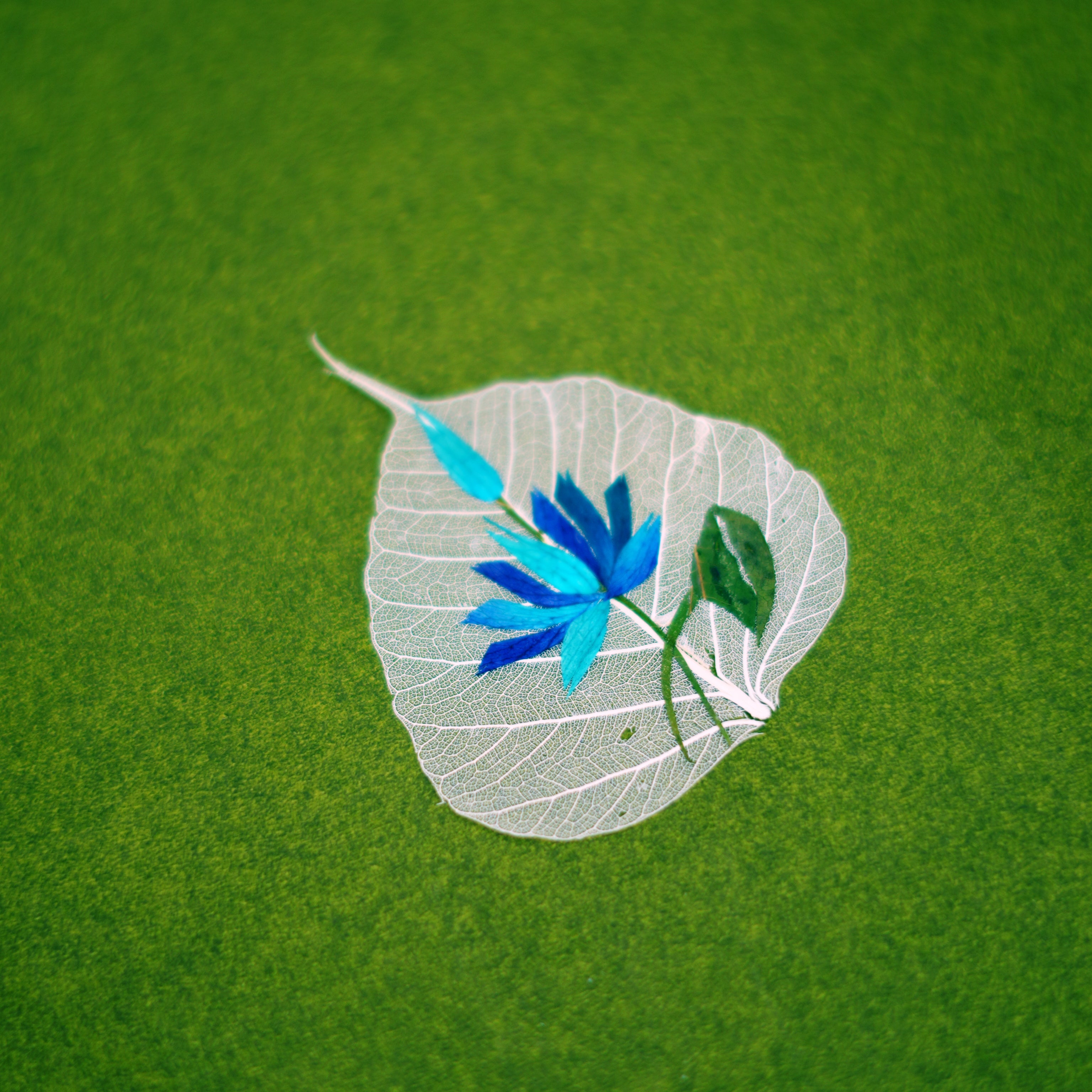 Sacred Buddha Leaf  – Lotus Series (Set of 6)