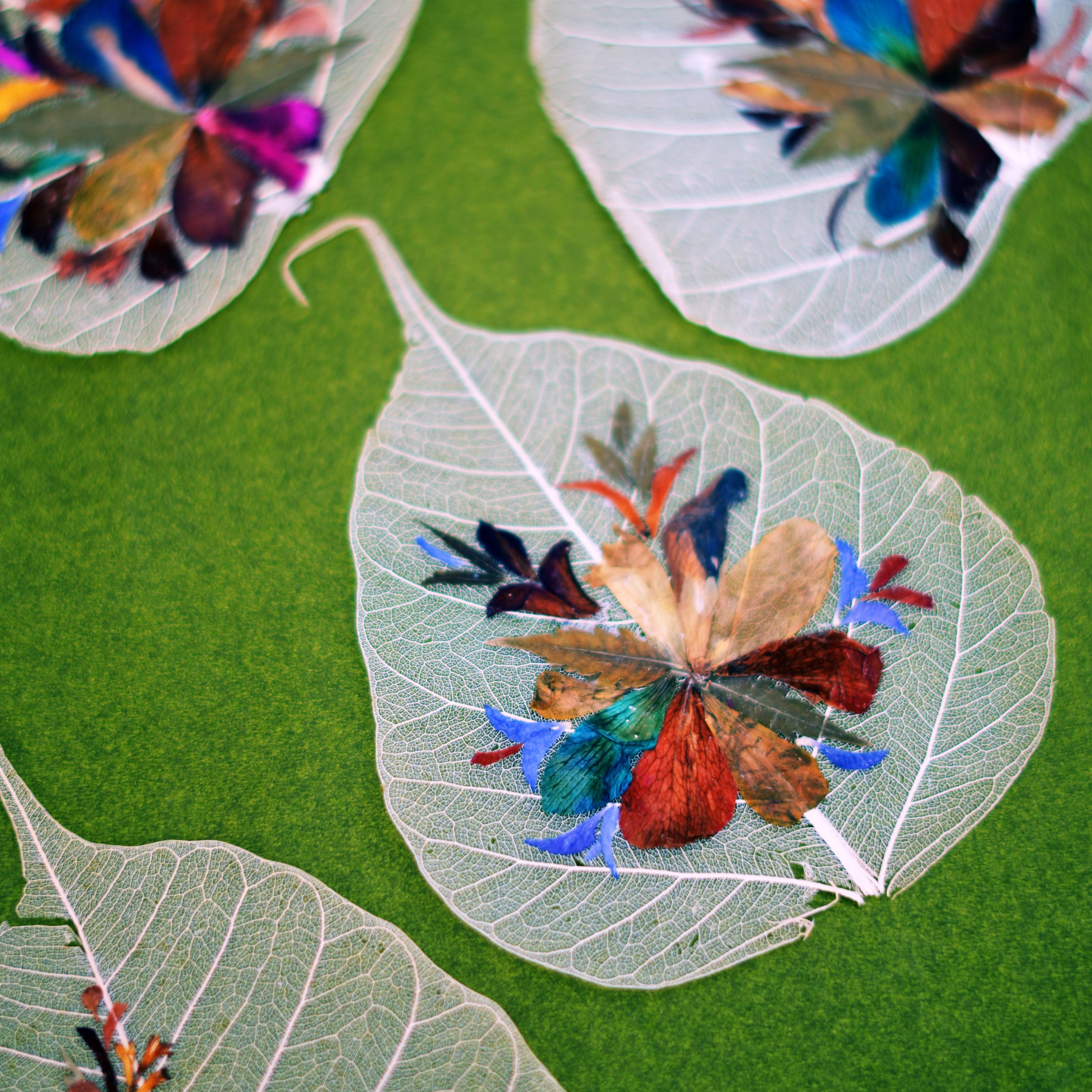 Peepal Native Miniature Folium - Set of 5