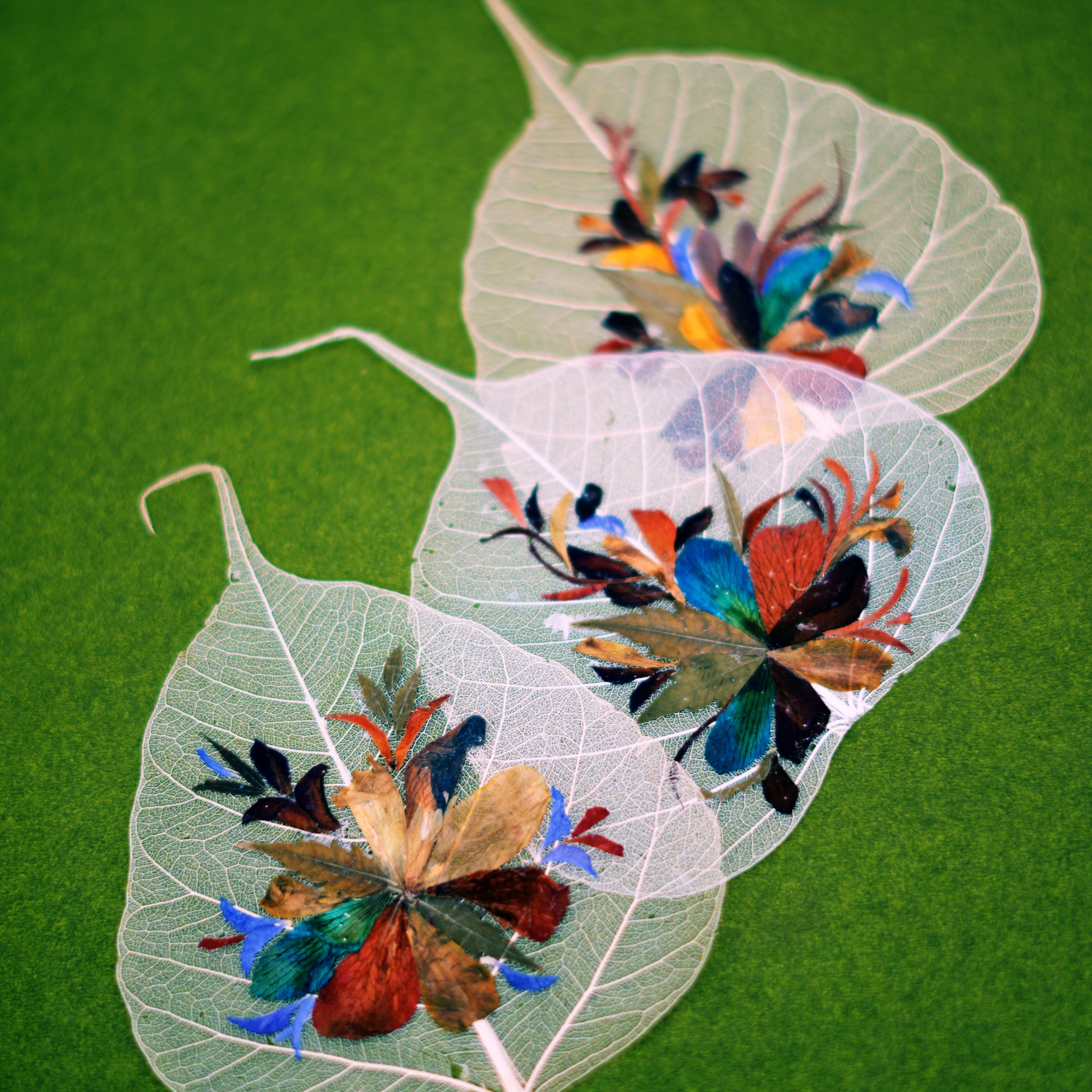 Peepal Native Miniature Folium - Set of 5