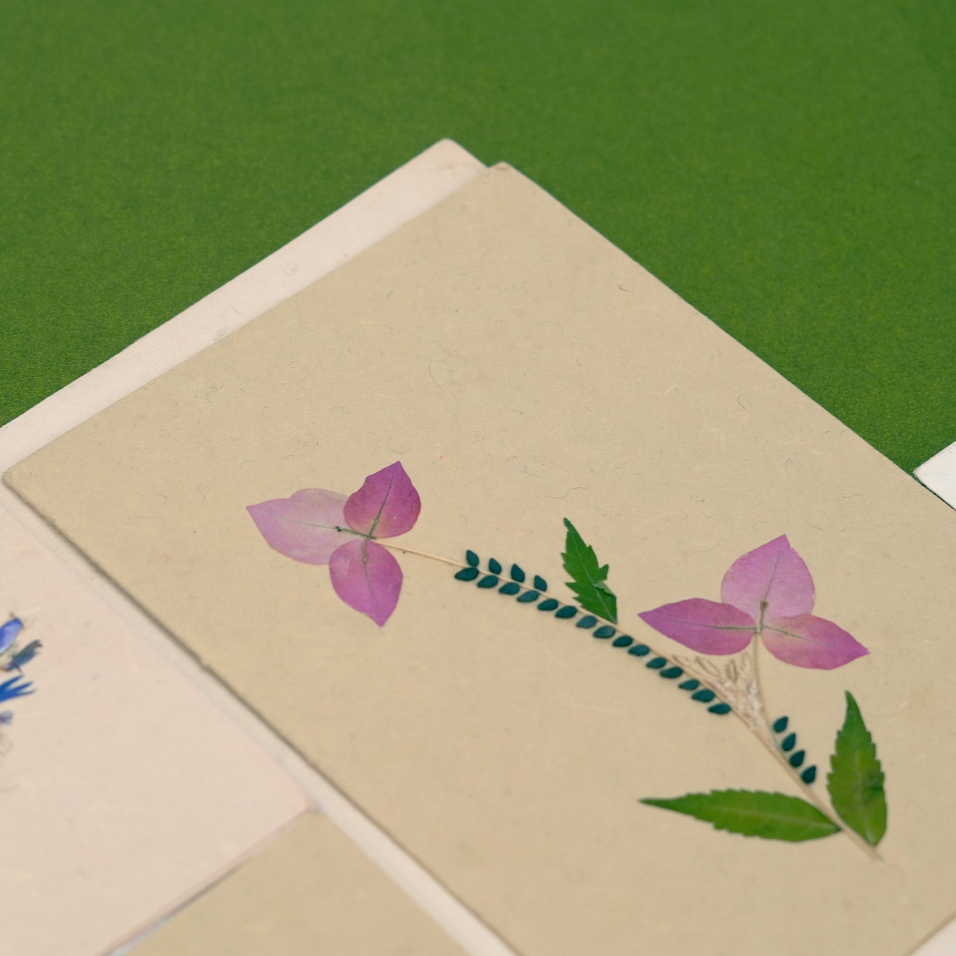 Bougainvillea Card